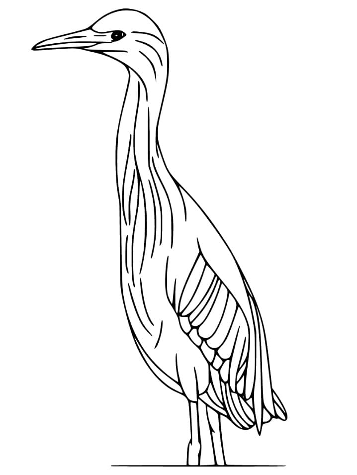 Simple Bittern Coloring Page - Free Printable Coloring Pages for Kids