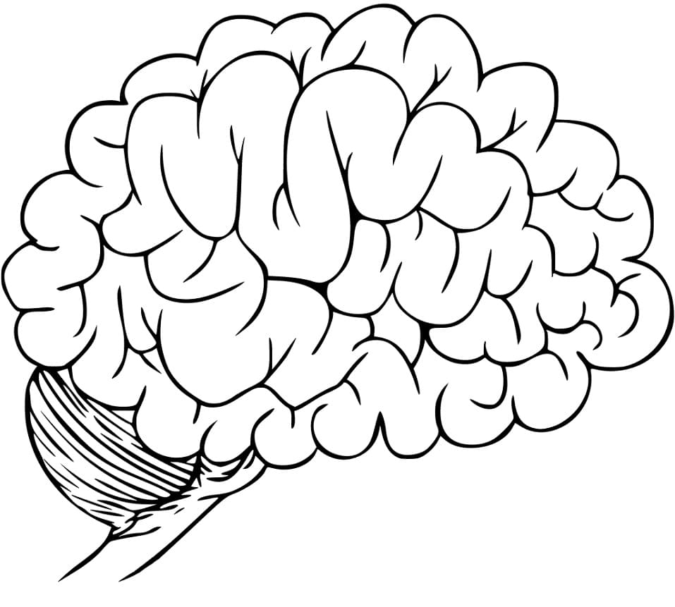 Human Brain 14 Coloring Page - Free Printable Coloring Pages for Kids