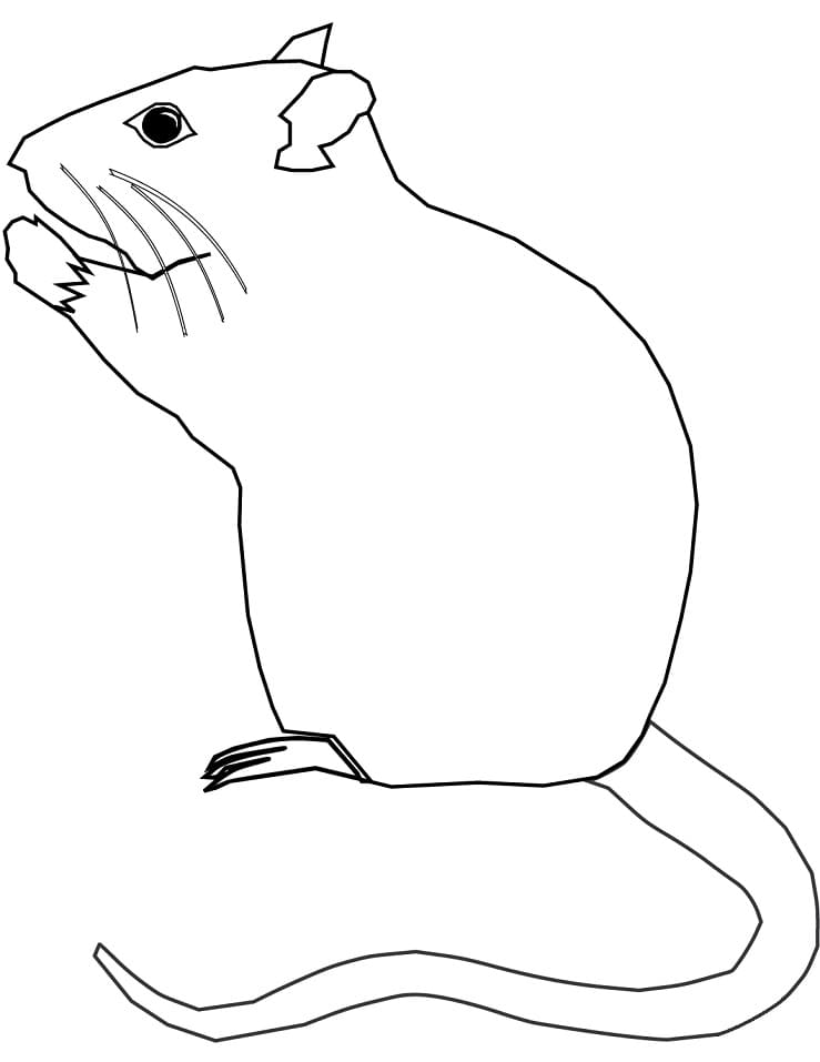 Simple Rat