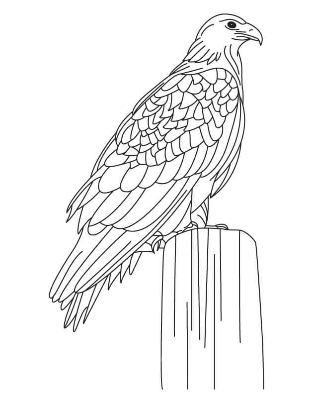Eagle Coloring Pages - Free Printable Coloring Pages for Kids