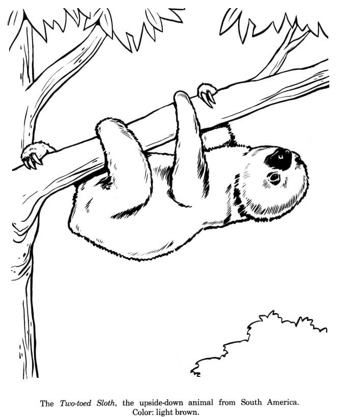 Download Sloth 2 Coloring Page Free Printable Coloring Pages For Kids
