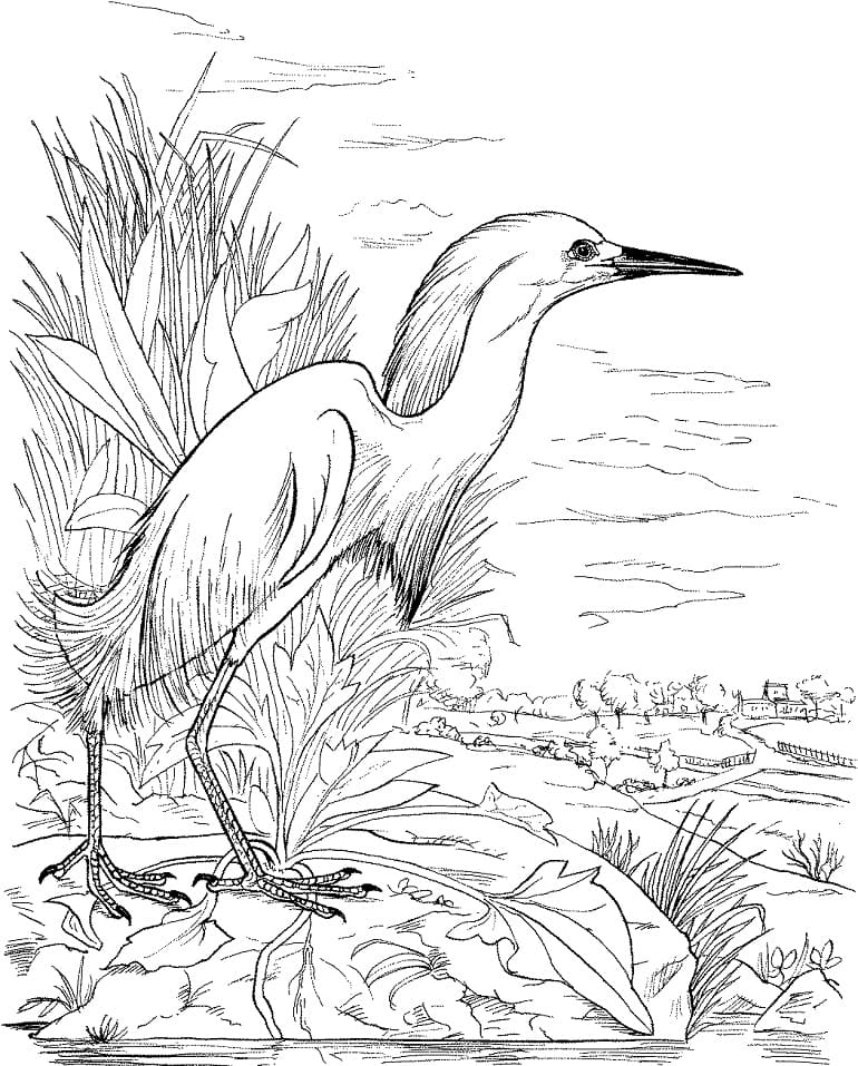 Lovely Egret Coloring Page - Free Printable Coloring Pages for Kids