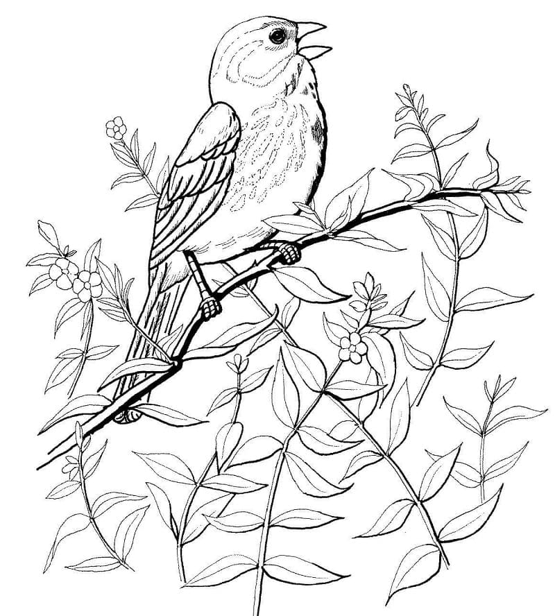 song-sparrow-coloring-page-free-printable-coloring-pages-for-kids