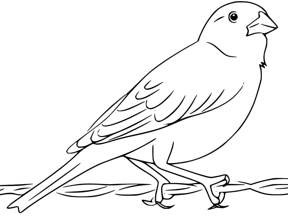 Sparrow Printable Coloring Page - Free Printable Coloring Pages for Kids