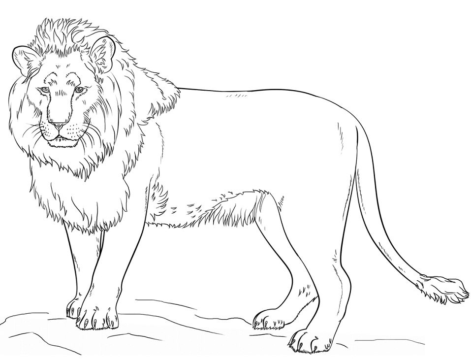 lion coloring pages  free printable coloring pages for kids