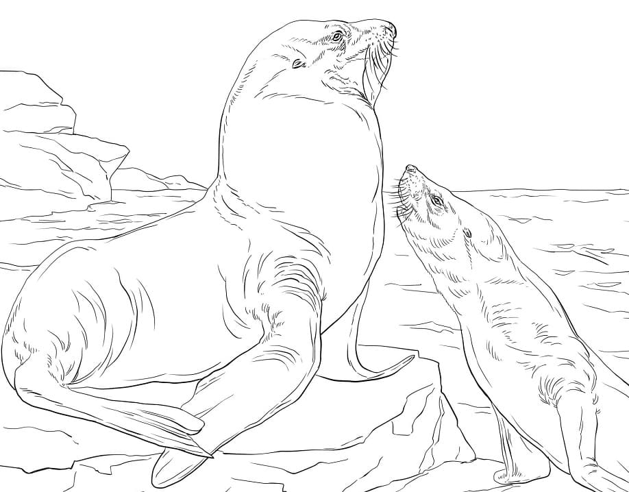 California Sea Lion (Zalophus californianus) Dimensions & Drawings |  Dimensions.com