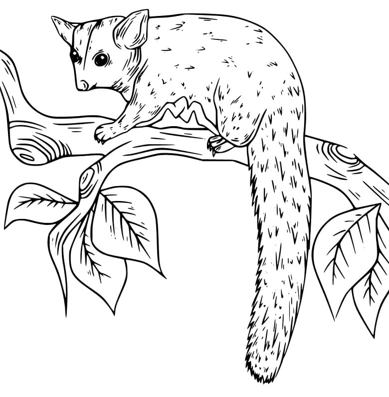Sugar Glider on a Branch Coloring Page - Free Printable Coloring Pages