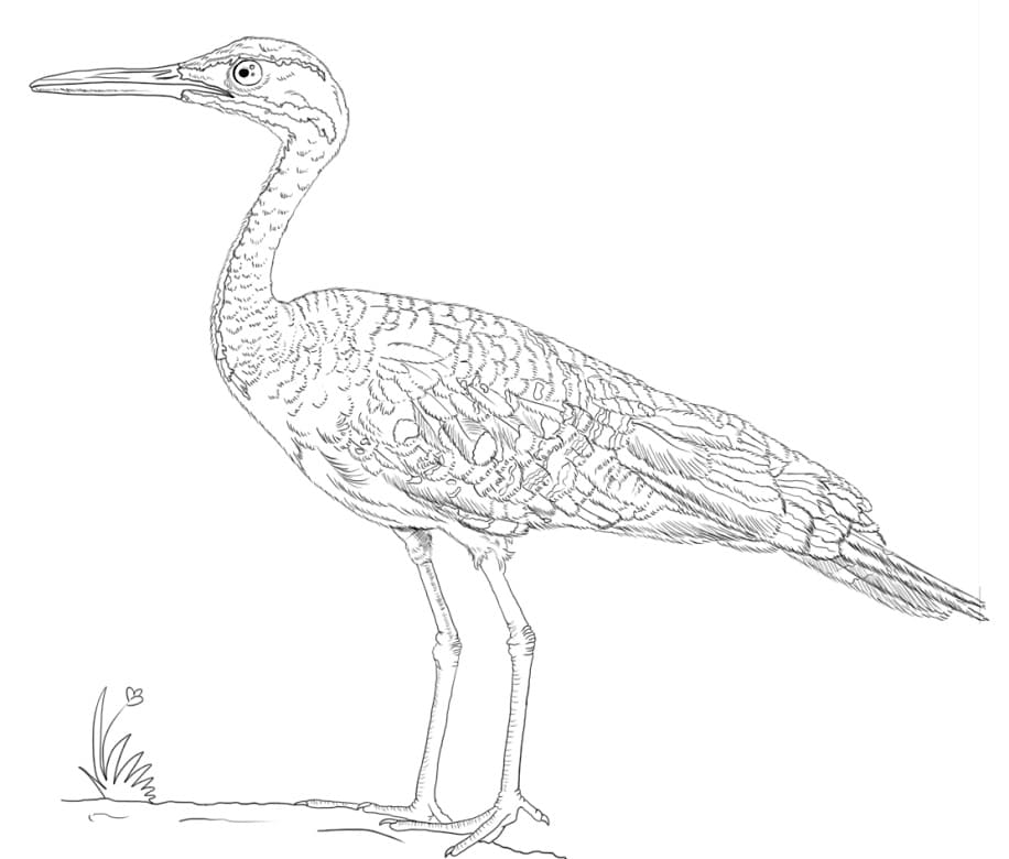 Sunbittern Coloring Page - Free Printable Coloring Pages for Kids