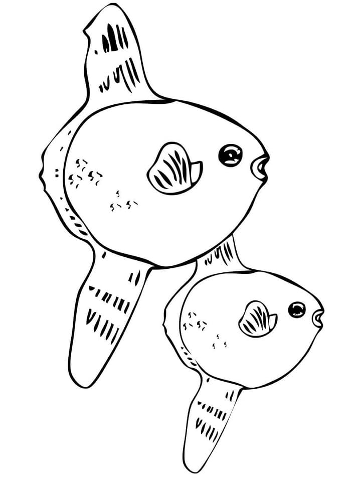 Sunfishes