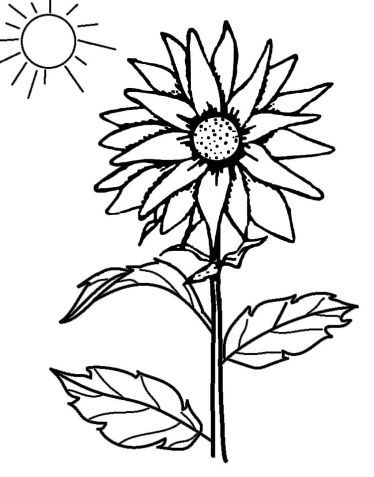 Sunflower and The Sun