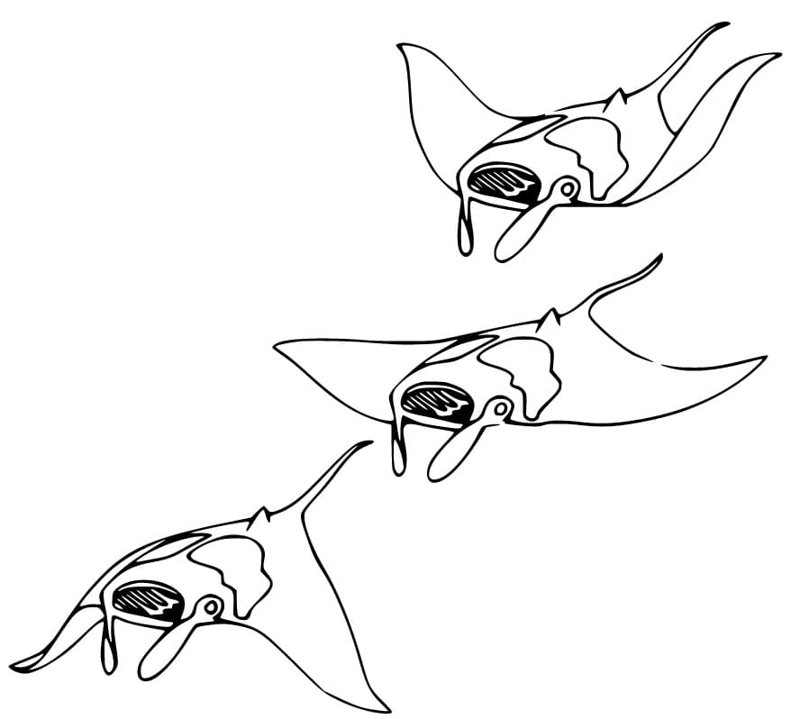 Three Manta Rays