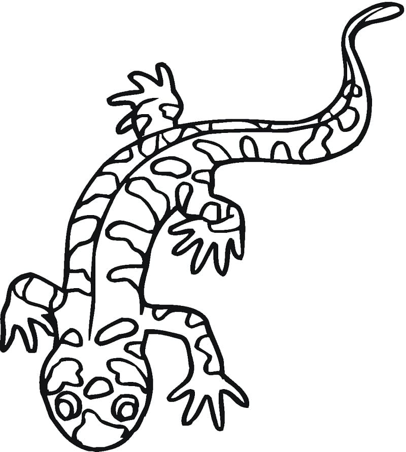 Barred Tiger Salamander Coloring Page Free Printable Coloring Pages