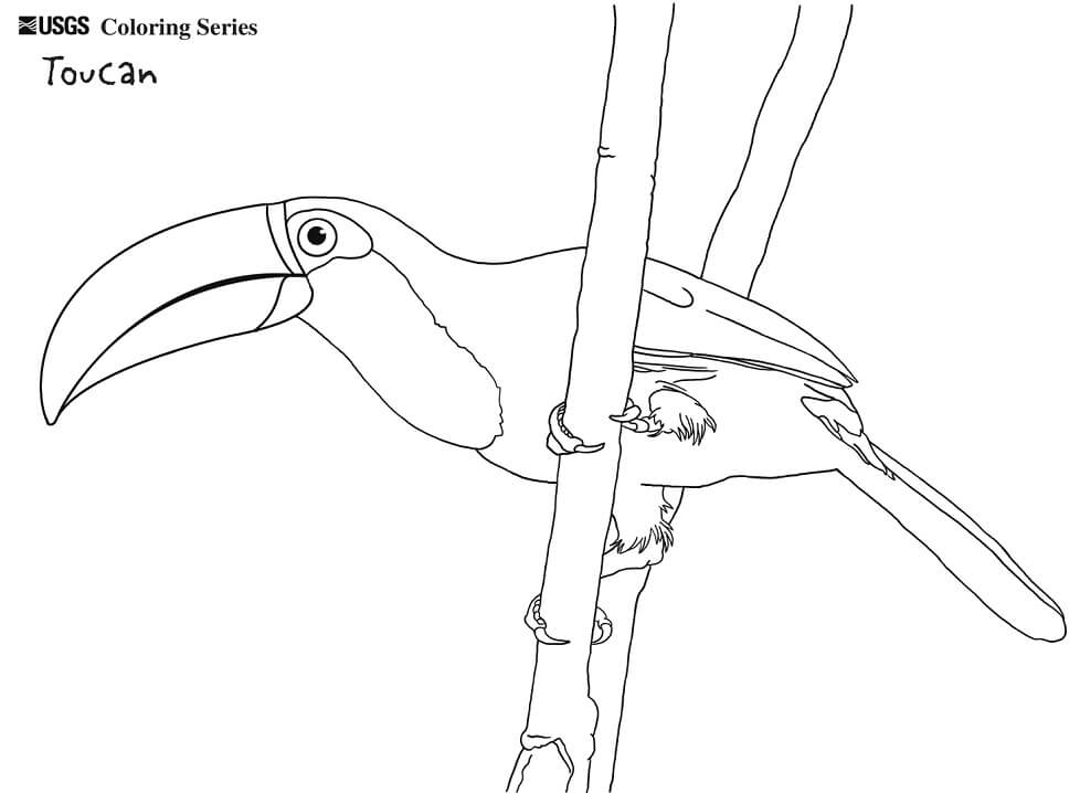 Toco Toucan Coloring Page Free Printable Coloring Pages For Kids
