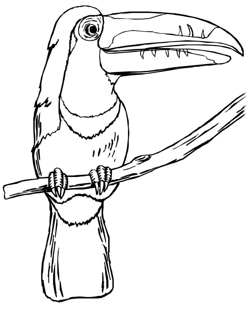 Toucan Coloring Pages - Free Printable Coloring Pages for Kids