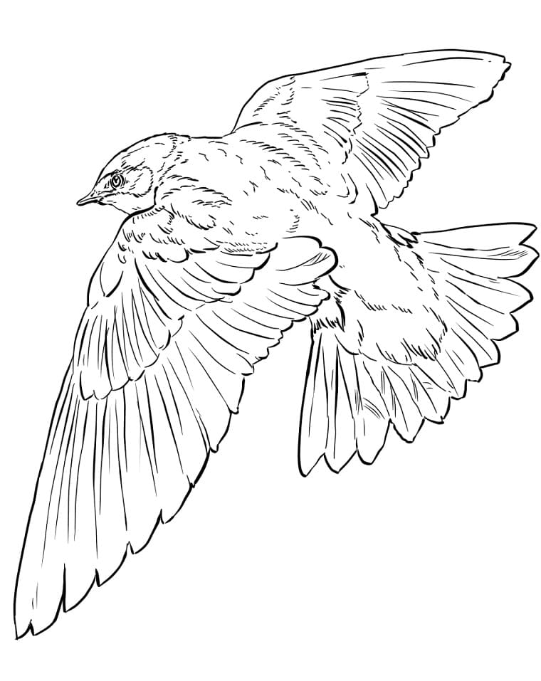 Swallow Outline Coloring Page - Free Printable Coloring Pages for Kids