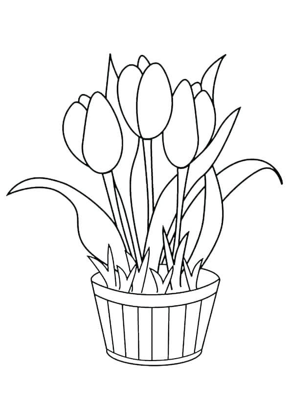 Tulips Flower Pot