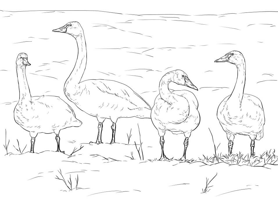 Tundra Swans Coloring Page - Free Printable Coloring Pages for Kids
