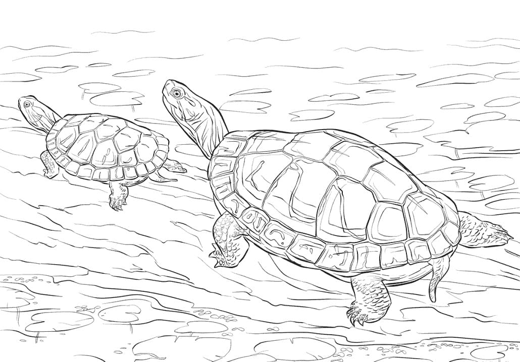 Two Painted Turtles Coloring Page - Free Printable Coloring Pages for Kids