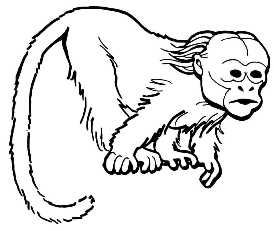 Uakari Monkey