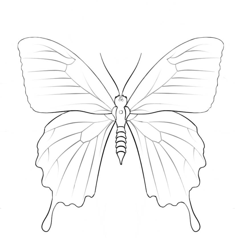 Ulysses Butterfly