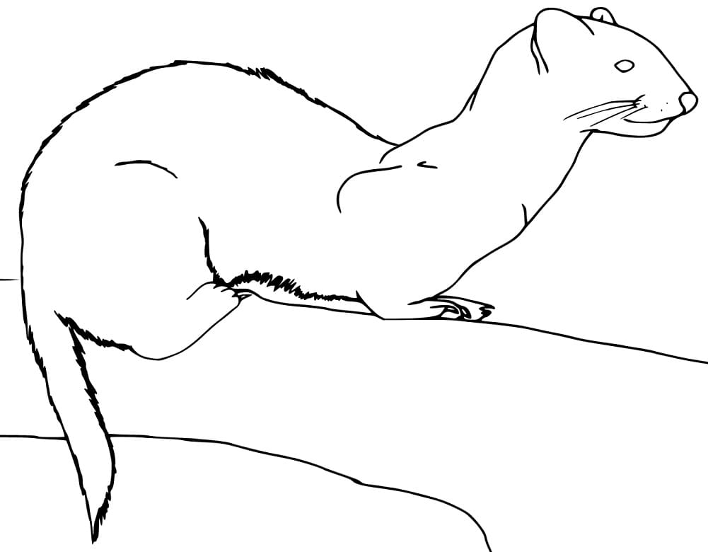 Weasel Is Standing Coloring Page - Free Printable Coloring Pages for Kids