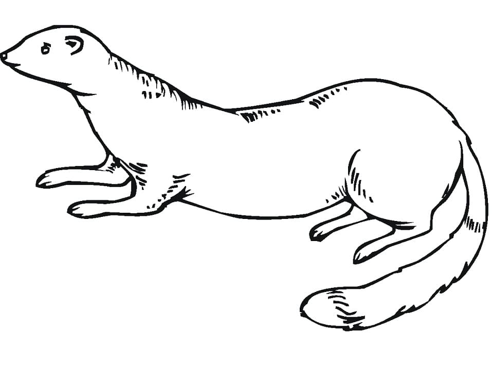 Weasel Printable Coloring Page - Free Printable Coloring Pages for Kids