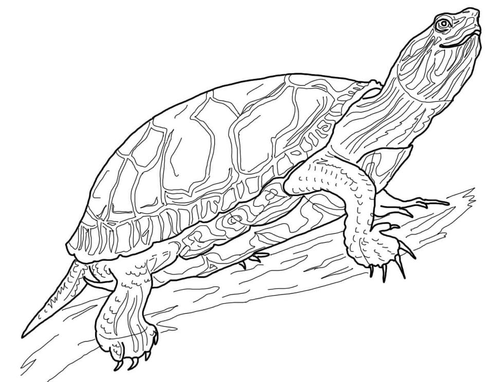 cool-turtle-coloring-page-free-printable-coloring-pages-for-kids