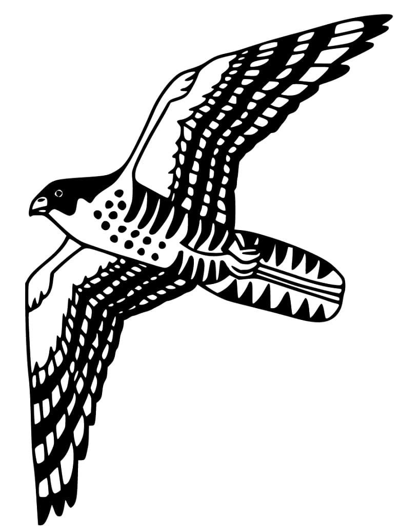 White Collared Kite Bird