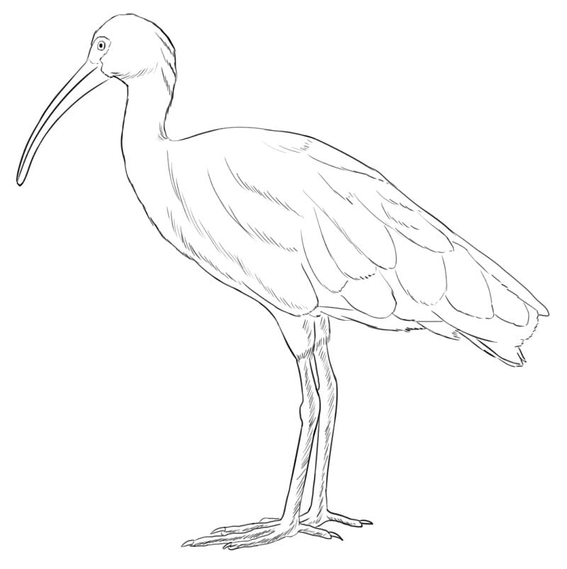 Crested Ibis Coloring Page - Free Printable Coloring Pages for Kids