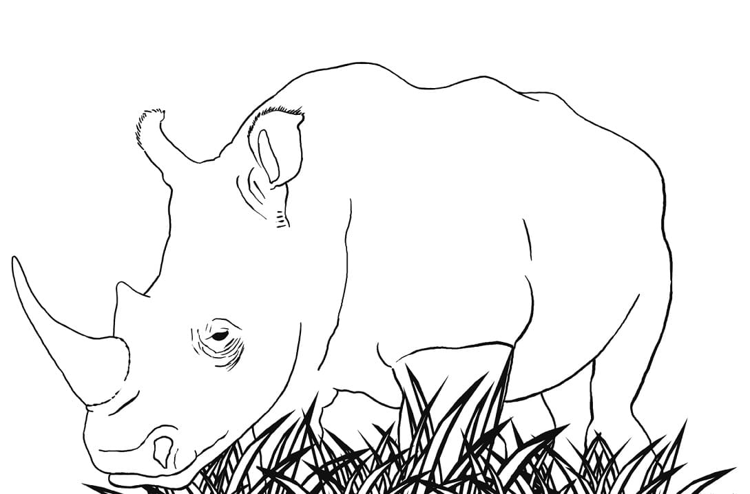 African Rhino Coloring Page - Free Printable Coloring Pages for Kids