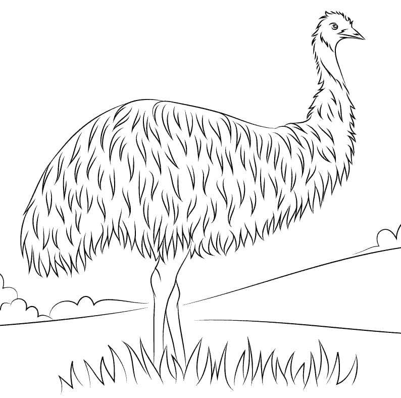 Wild Emu