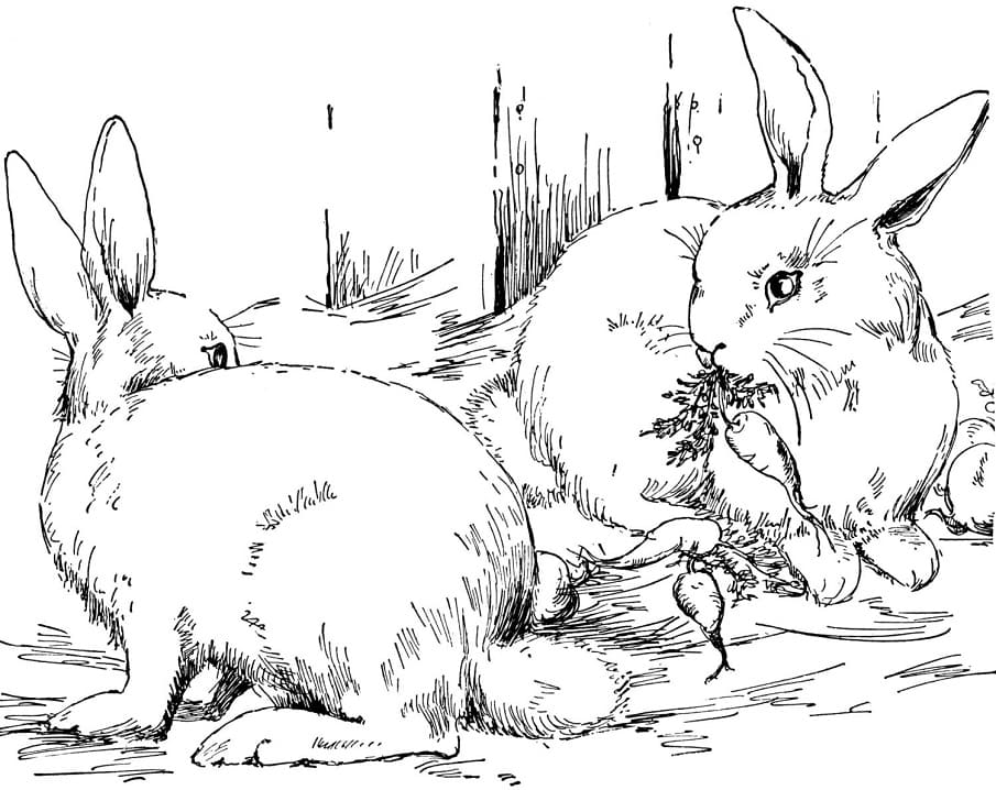 Wild Rabbits