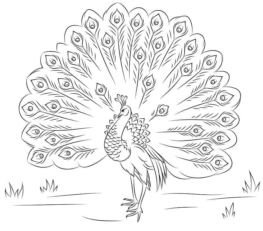 Wonderful Peacock