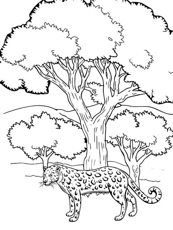 Cheetah's Wild Beauty - Coloring Pages