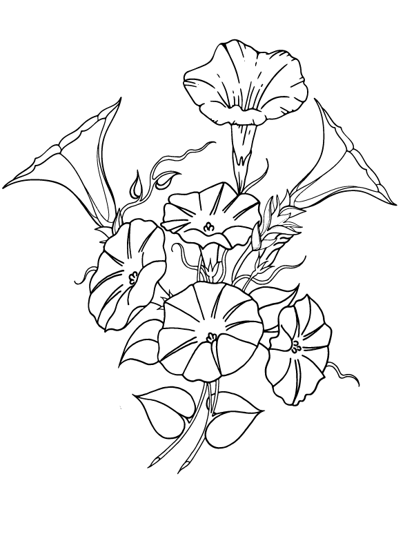 Coloring for Free Morning Glory