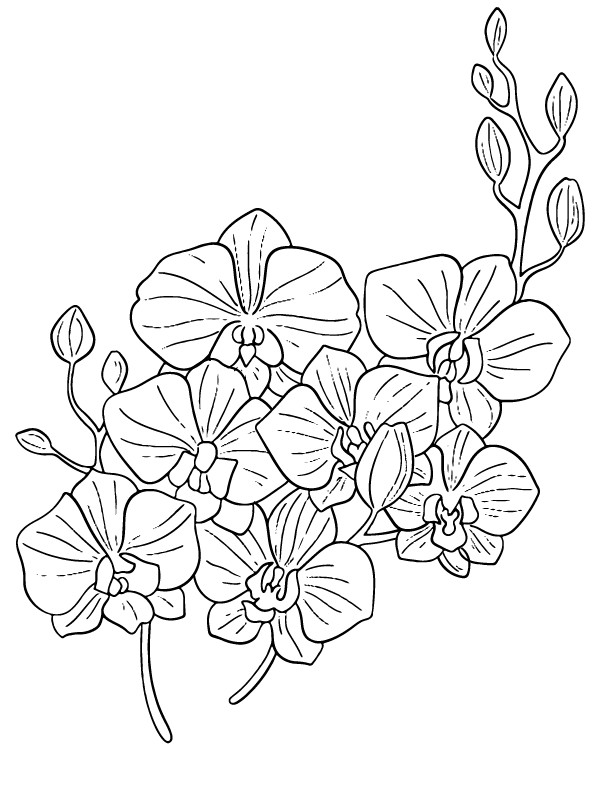 Petunia Bloom Coloring Page - Free Printable Coloring Pages for Kids