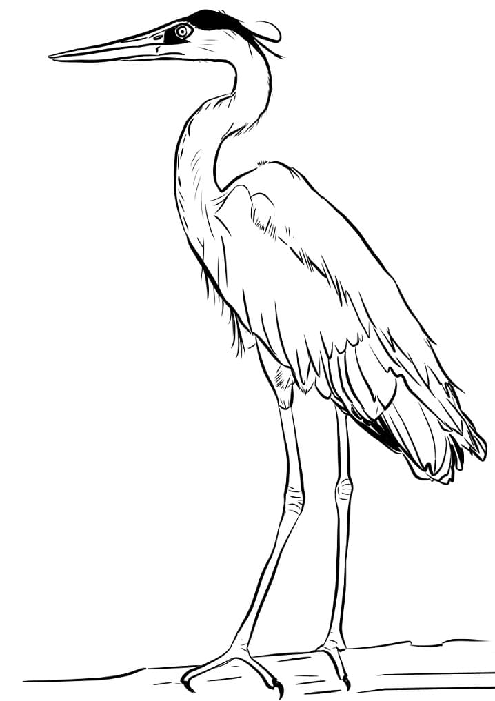 Bird Coloring Pages: Free Educational Printables