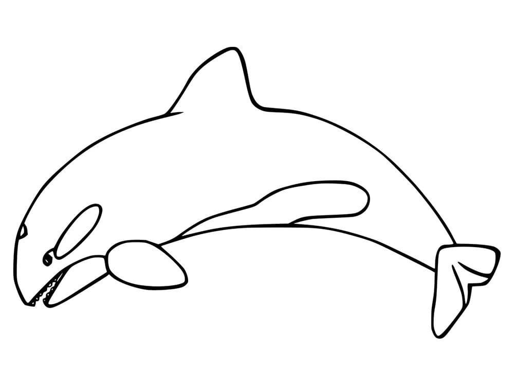 Killer Whale Coloring Page