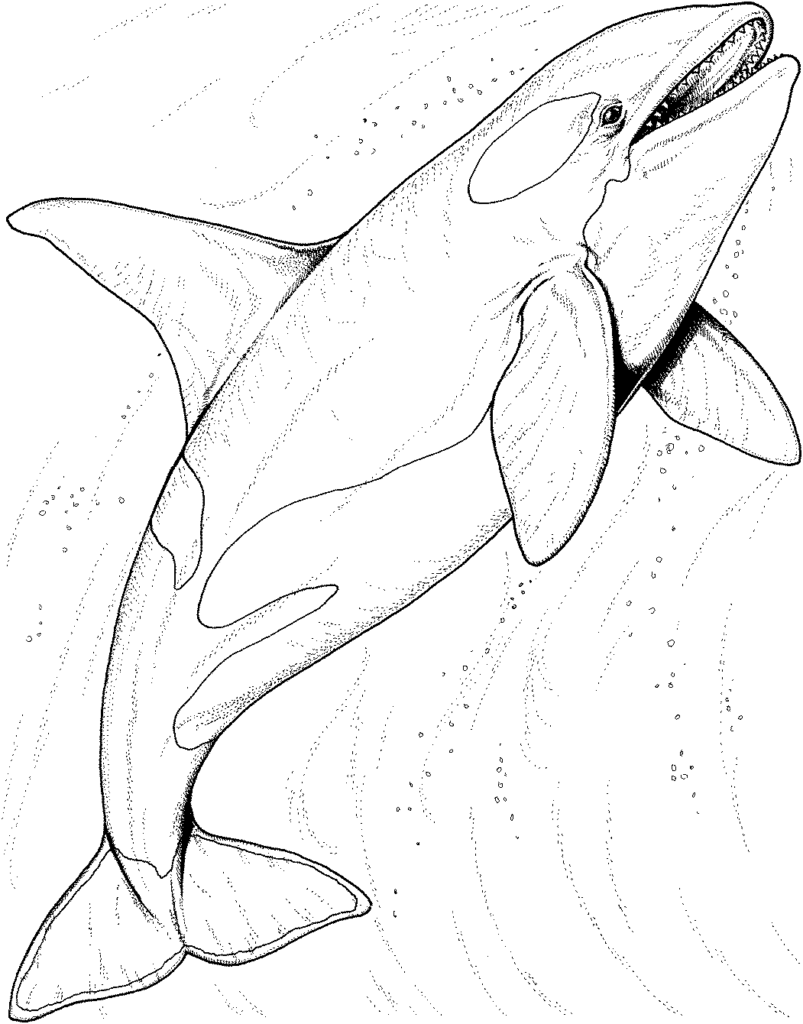 Desenho de baleia assassina para colorir