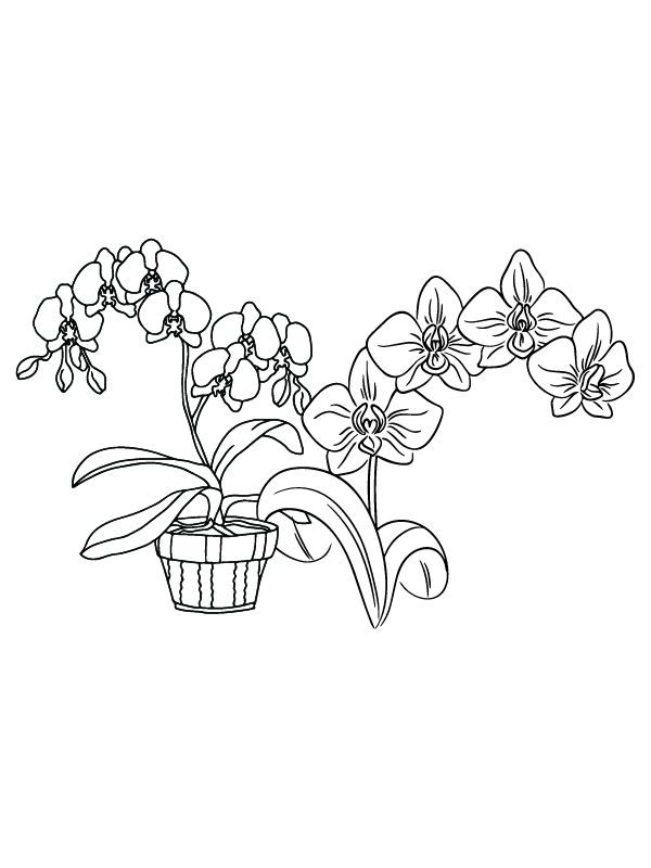 Orchid Christmas Flowers Coloring Page - Free Printable Coloring Pages ...