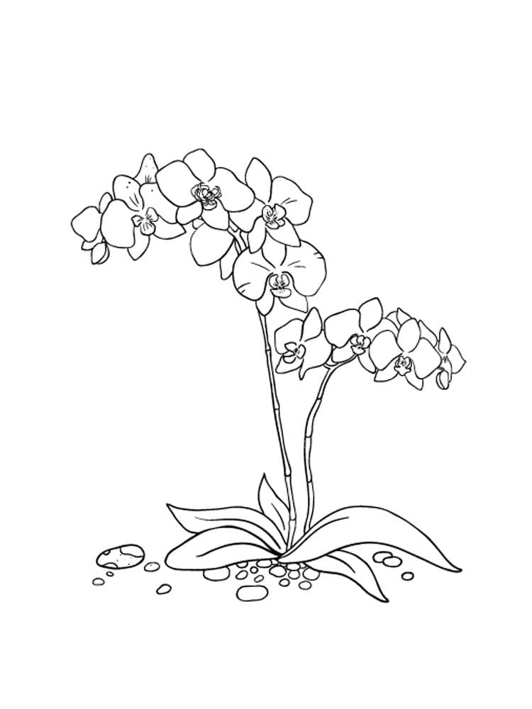 Orchid Coloring Pages - Free Printable Coloring Pages for Kids