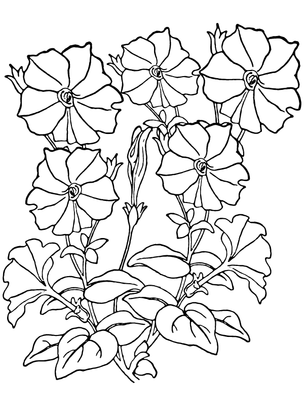 Petunia Petal Coloring Page - Free Printable Coloring Pages for Kids