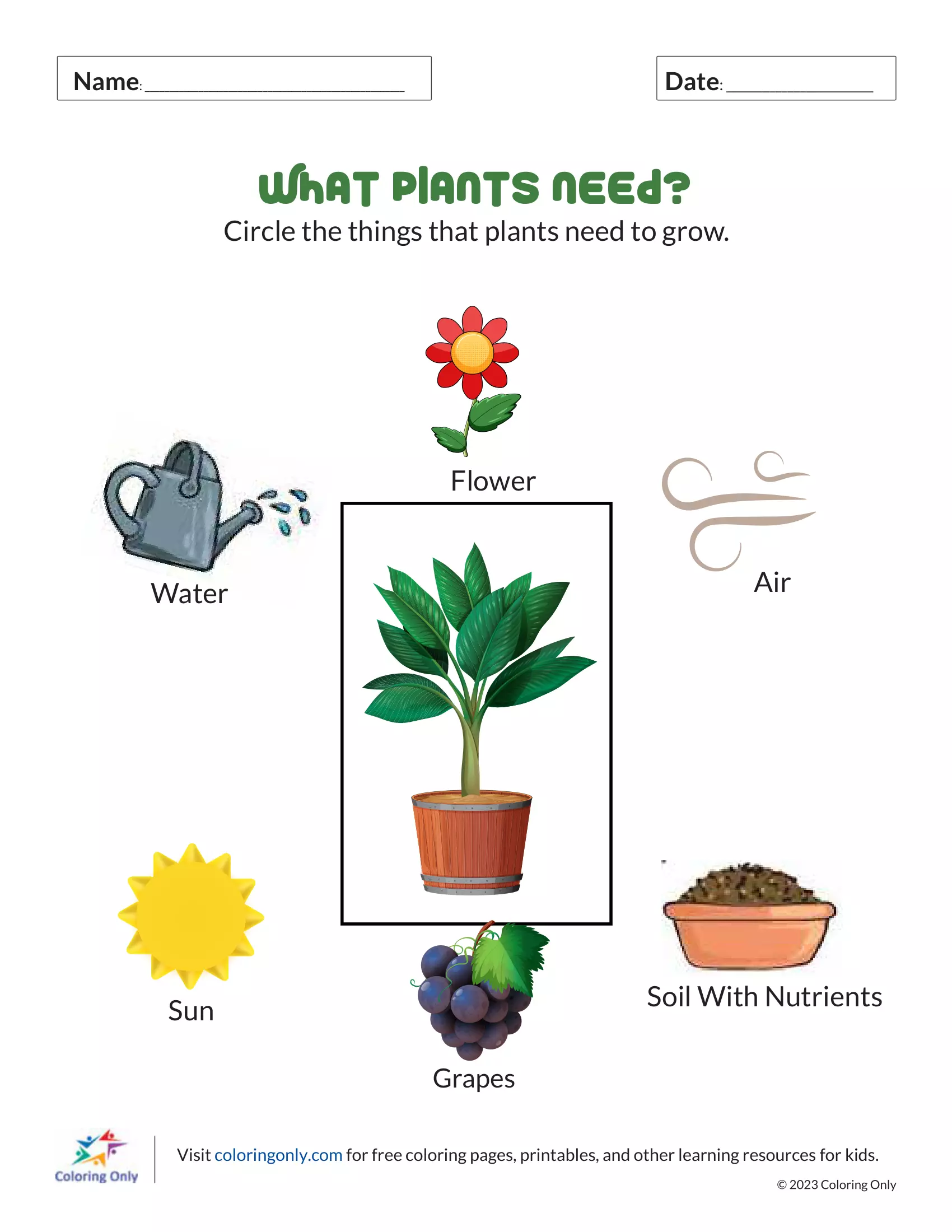 What Plants Need