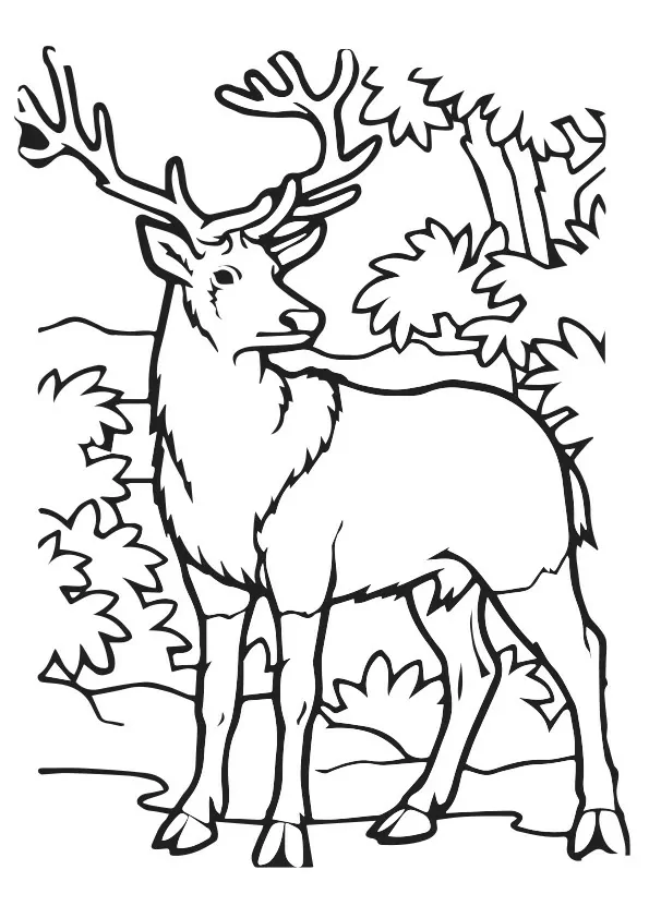 A Peaceful Elk