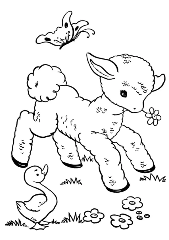 Cute Baby Sheep
