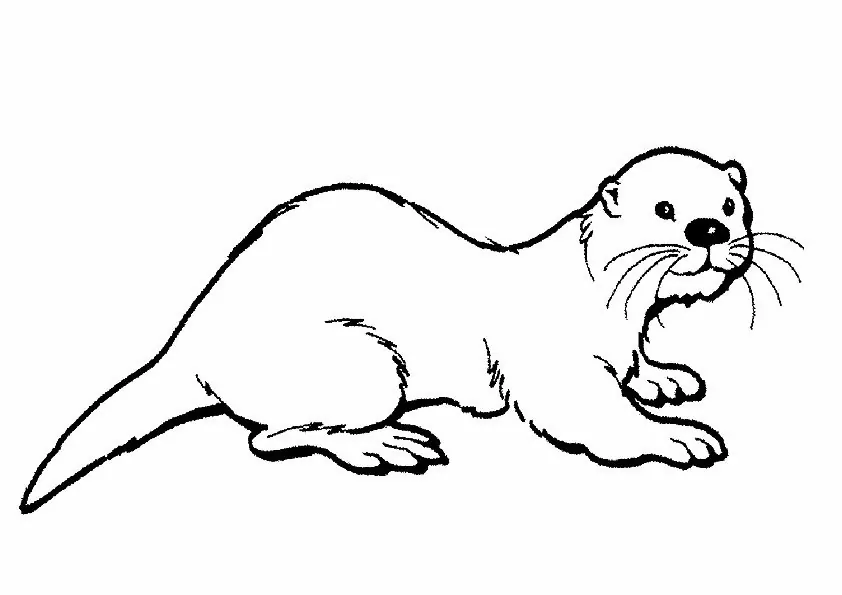 Hairy Nosed Otter