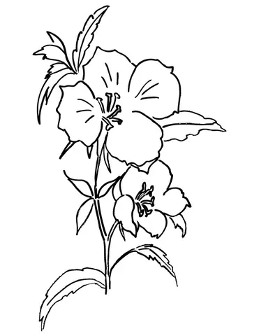 Godetia Coloring Page