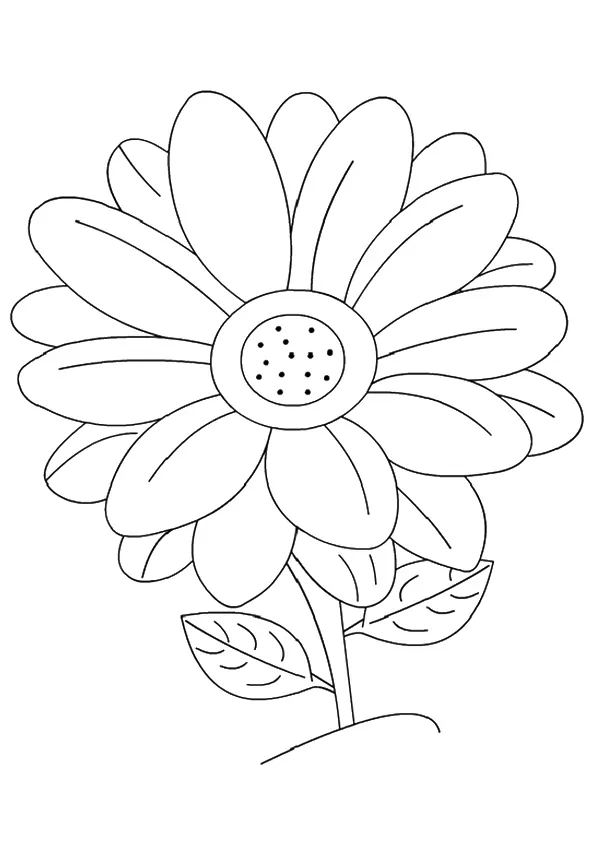 A Daisy Flower