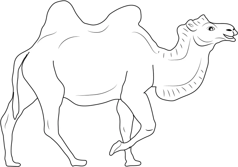 Braunes Kamel zu Fuß