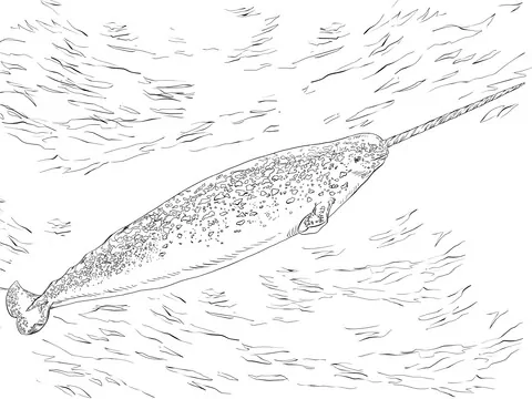 Narwhal Swimming